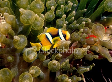 anemonenfisch