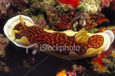 nudibranch