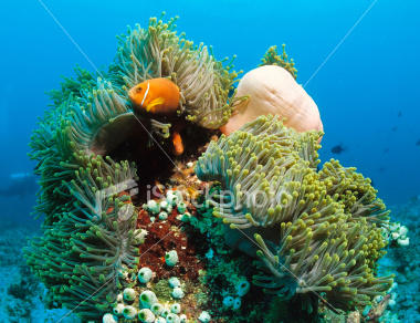 anemonenfisch