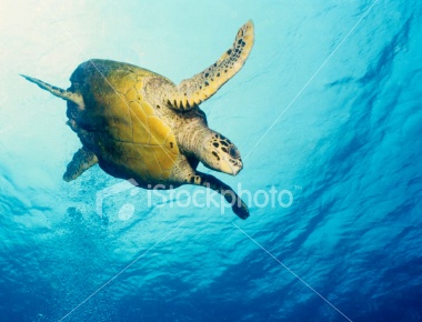 turtle seychelles