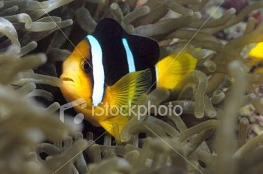 clownfish