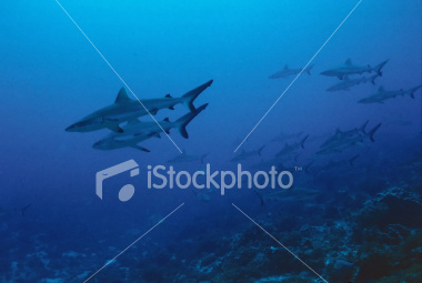 sharks polynesia
