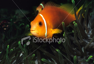 clownfish